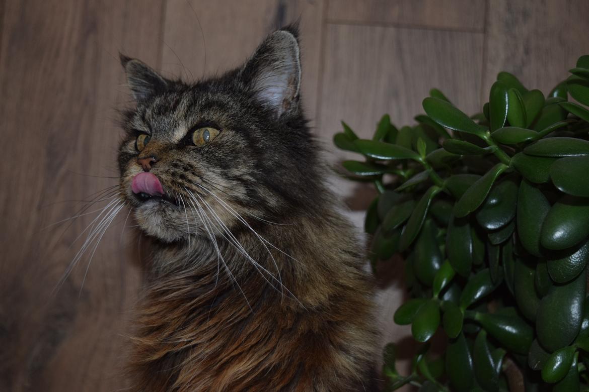 Maine Coon Odessa billede 1