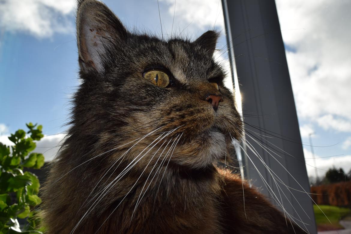 Maine Coon Odessa billede 45