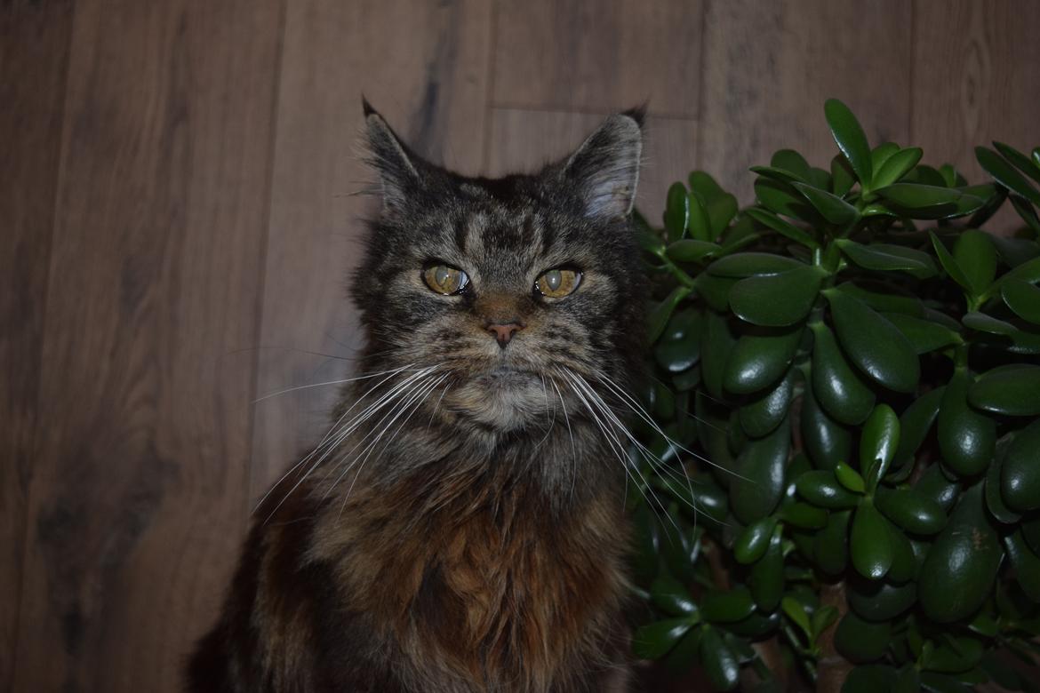 Maine Coon Odessa billede 46