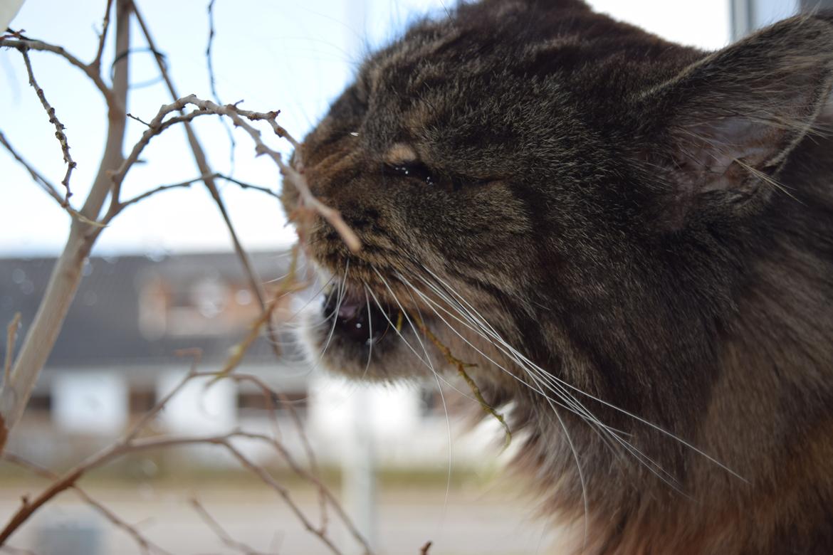 Maine Coon Odessa billede 47