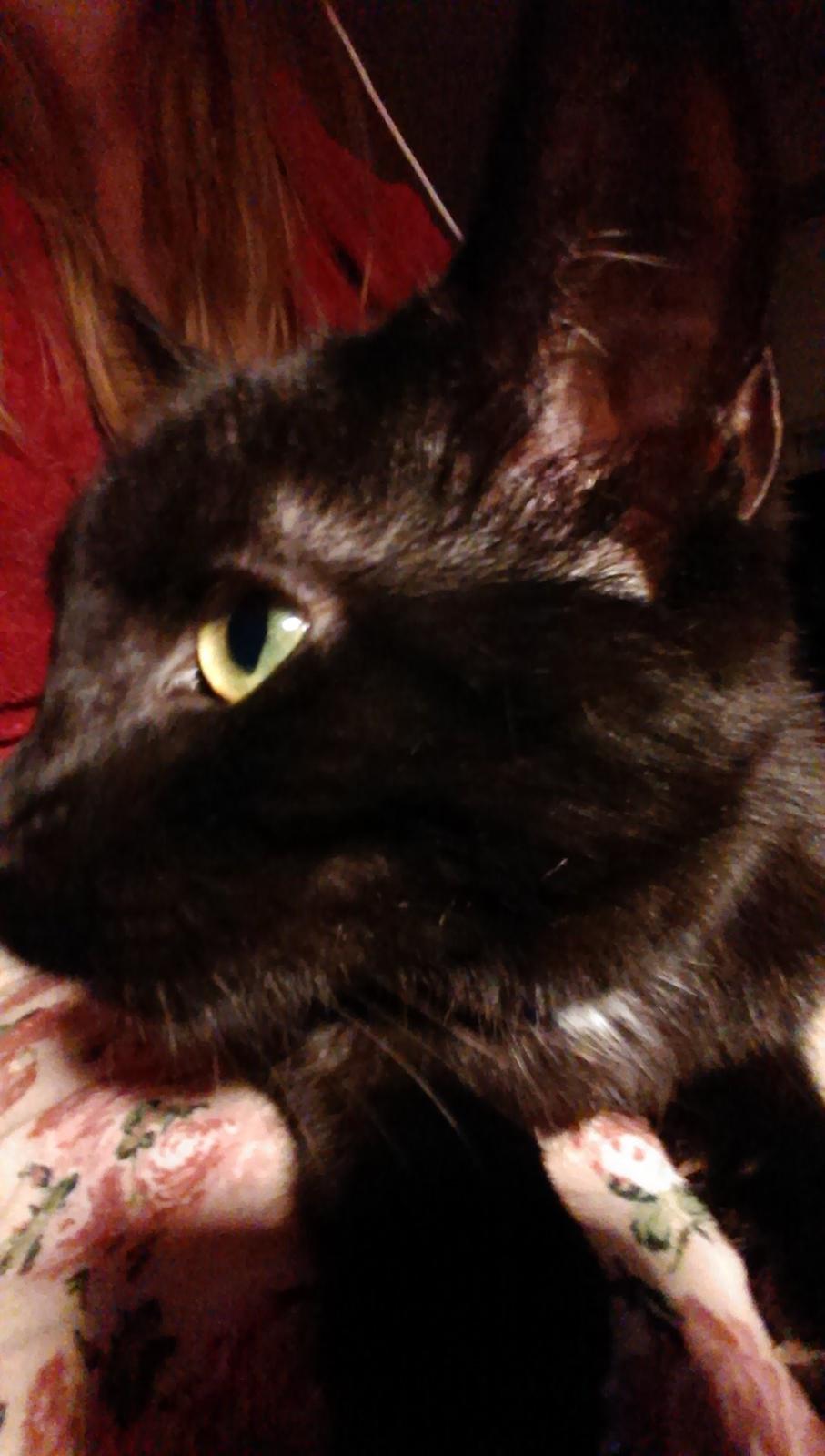 Blanding af racer Cirilla billede 3