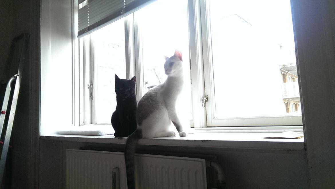 Blanding af racer Cirilla billede 4