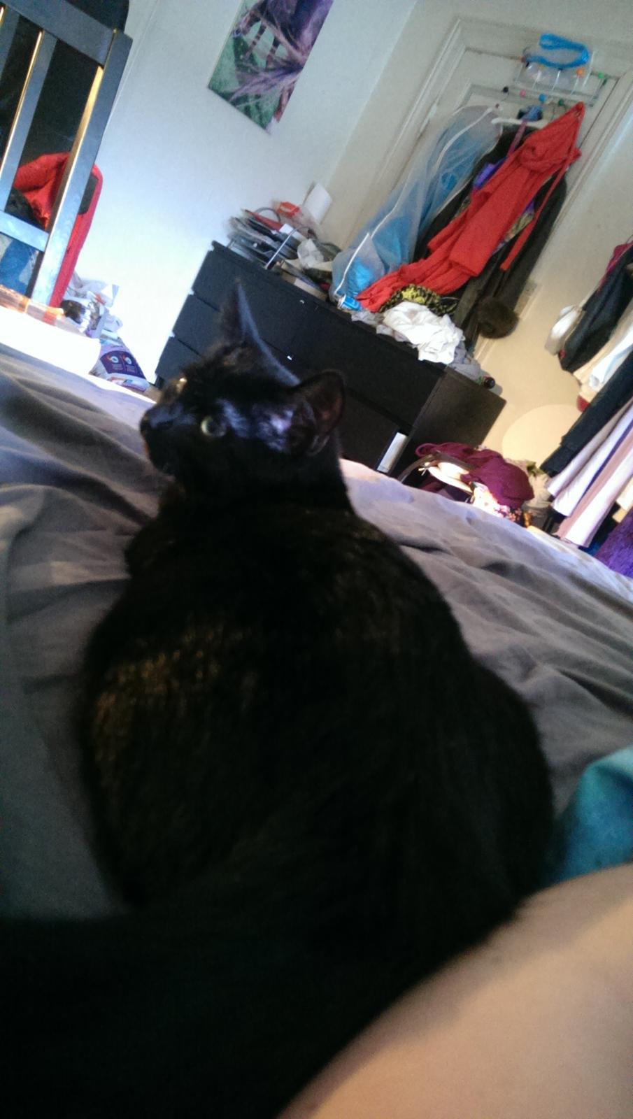 Blanding af racer Cirilla billede 7