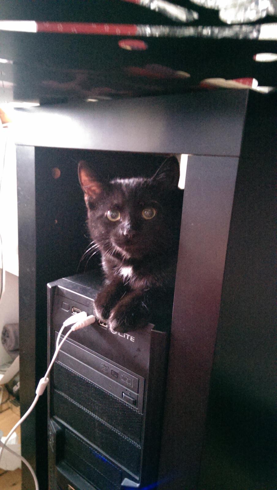 Blanding af racer Cirilla billede 5