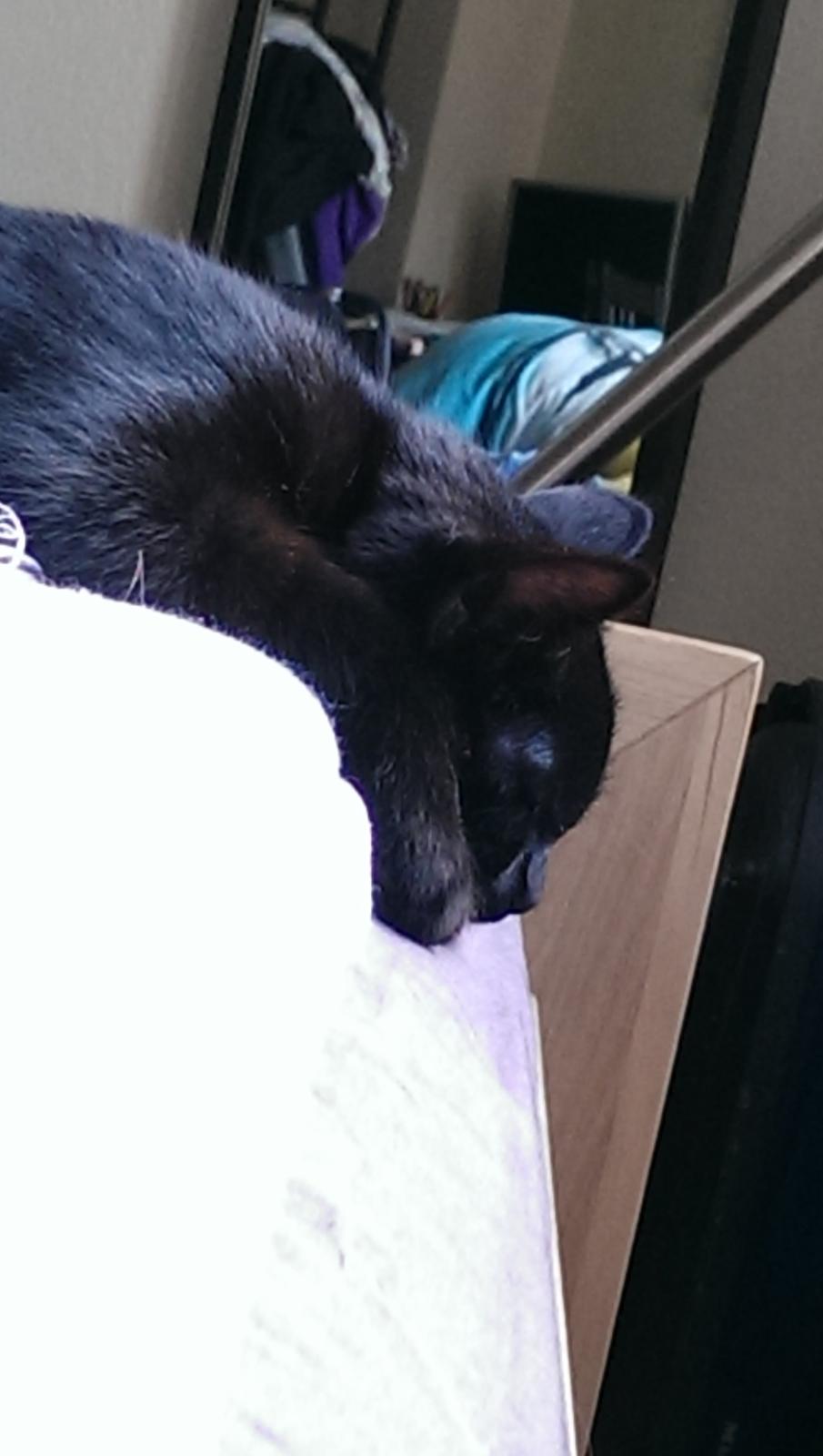 Blanding af racer Cirilla billede 9