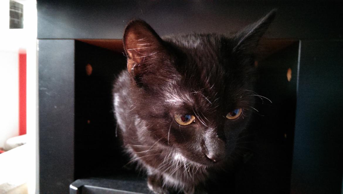 Blanding af racer Cirilla billede 6