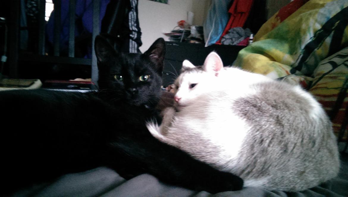 Blanding af racer Cirilla billede 8