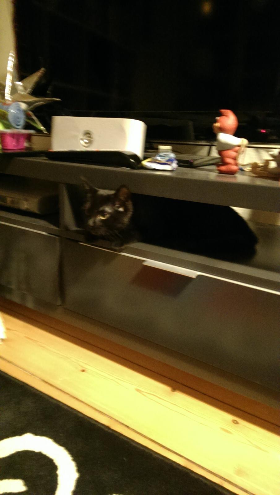 Blanding af racer Cirilla billede 10