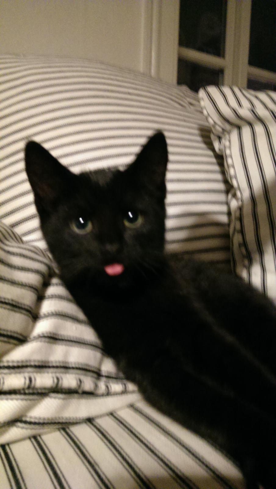 Blanding af racer Cirilla billede 2