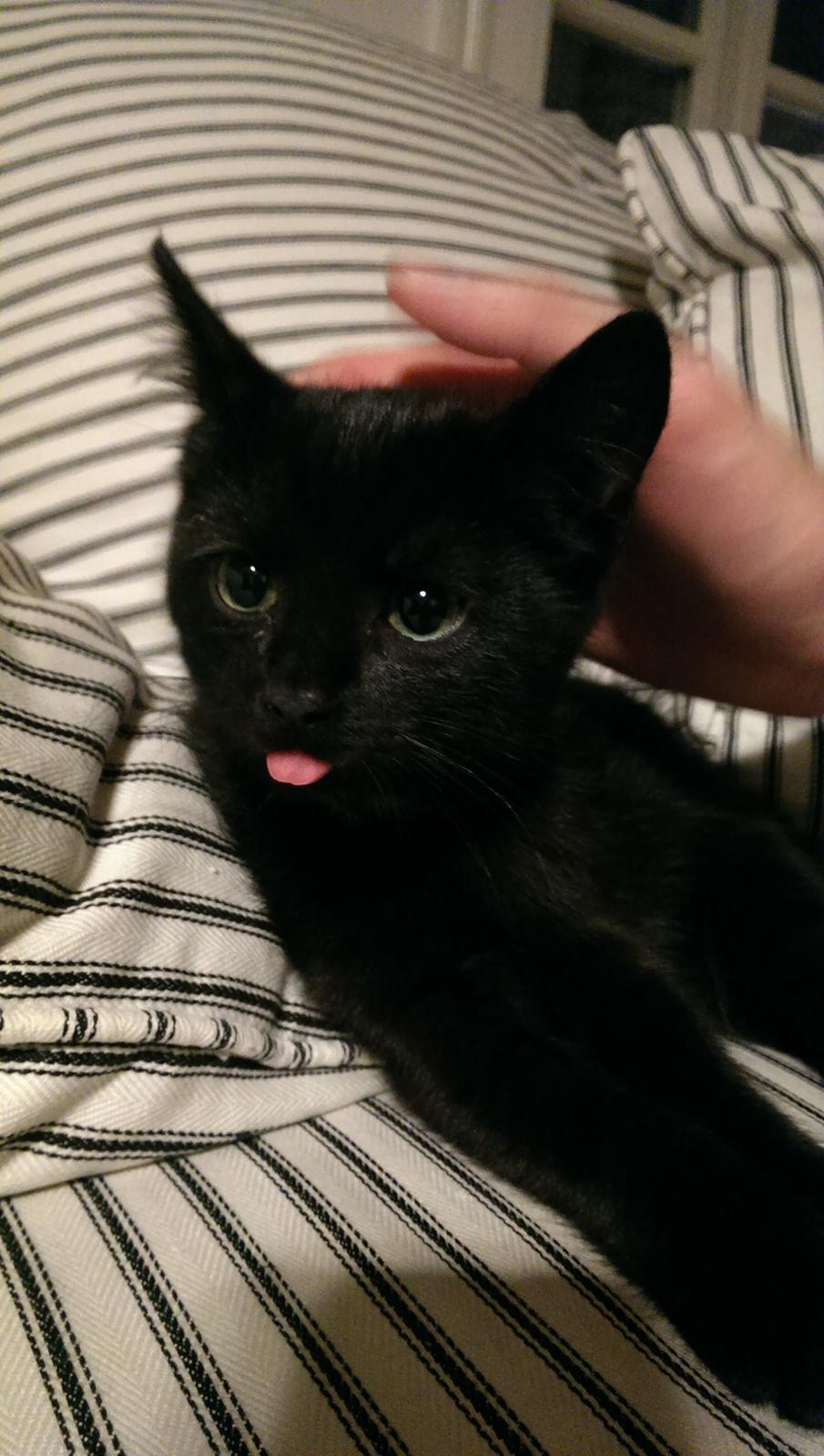 Blanding af racer Cirilla billede 1