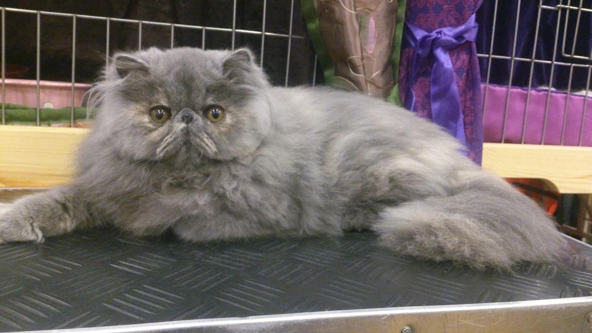 Perser Belinda af kambyses  billede 1