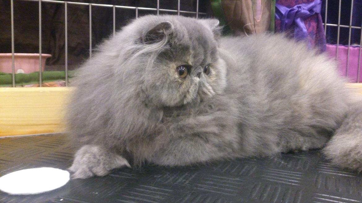 Perser Belinda af kambyses  billede 2