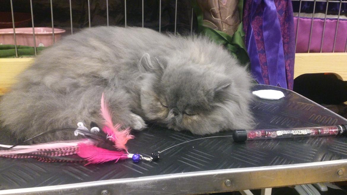 Perser Belinda af kambyses  billede 3