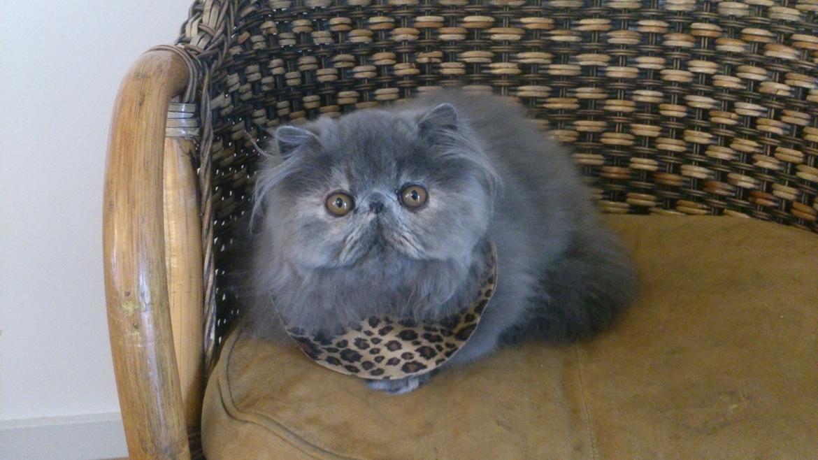 Perser Belinda af kambyses  billede 4