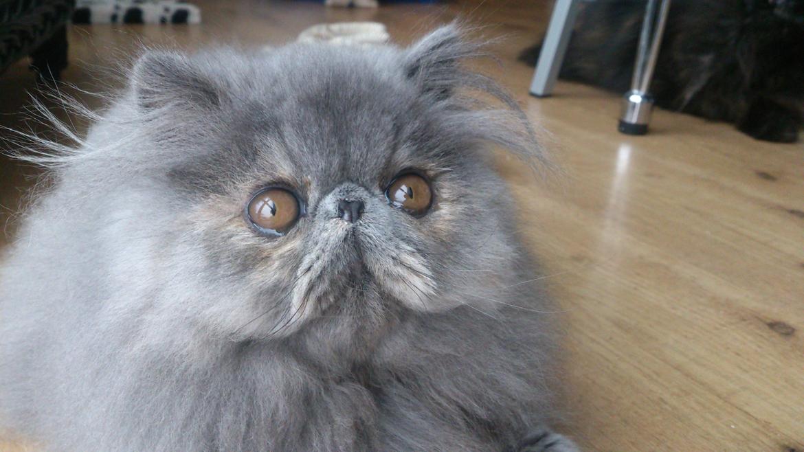 Perser Belinda af kambyses  billede 5