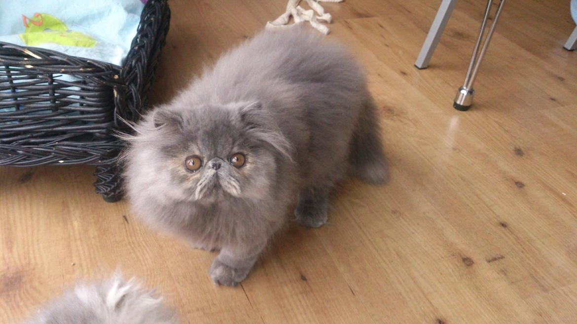 Perser Belinda af kambyses  billede 6