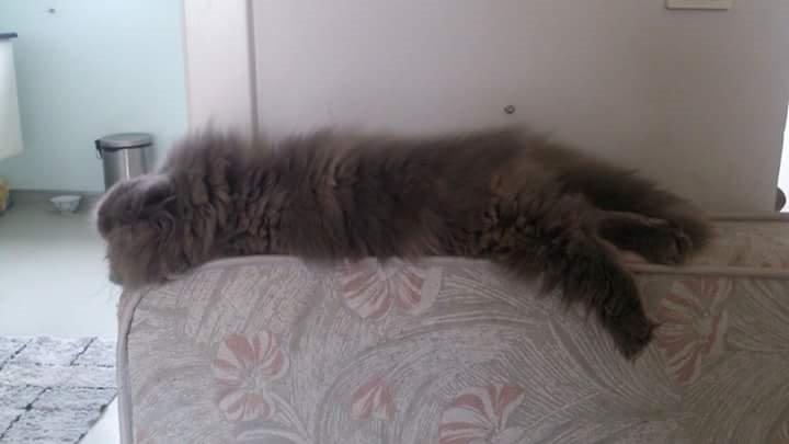 Perser Belinda af kambyses  billede 7