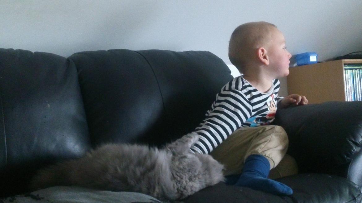 Perser Belinda af kambyses  billede 8