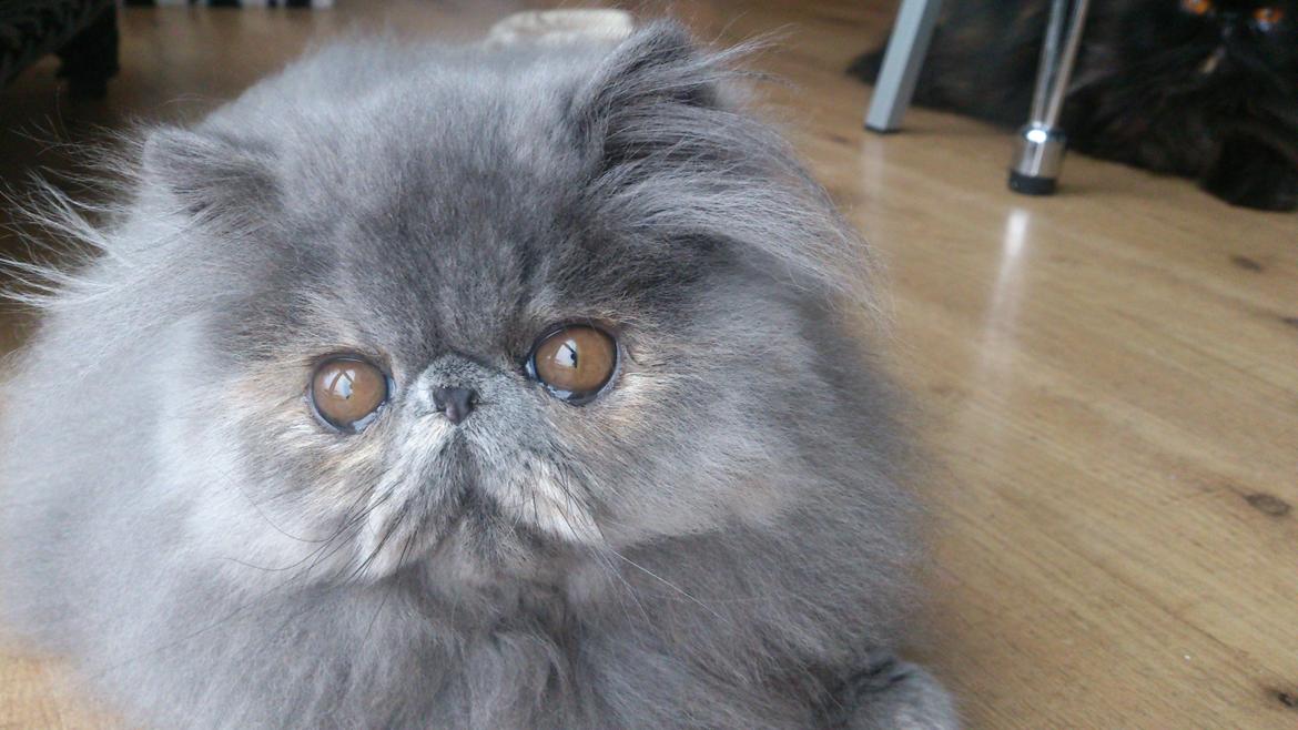 Perser Belinda af kambyses  billede 10