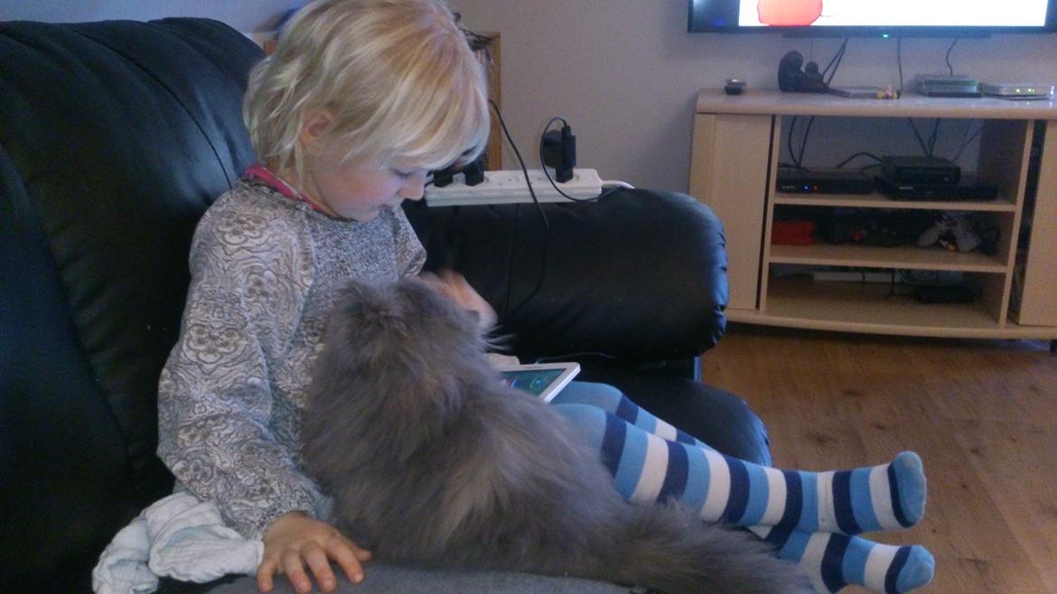 Perser Belinda af kambyses  billede 11