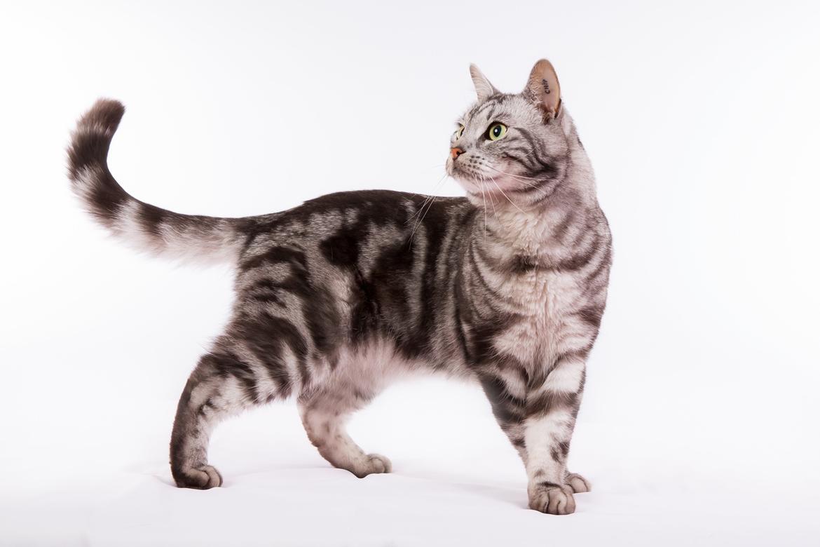 Europé Eife's Ebenezar McCoy - McCoy, 3½ år i marts 2015 billede 1