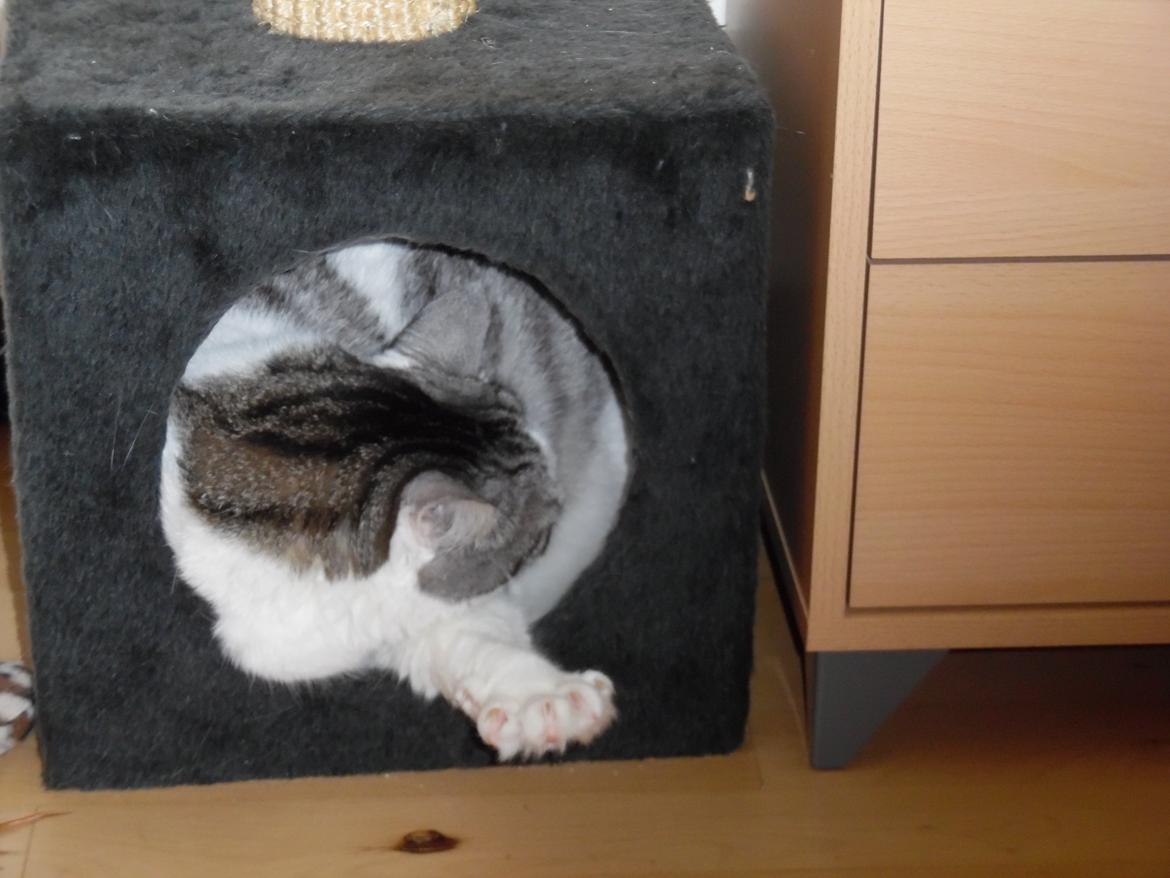 Huskat Freddie billede 3