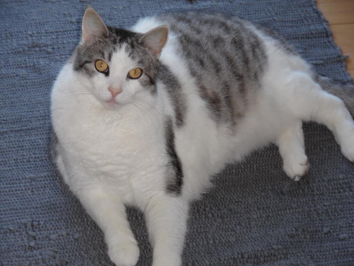 Huskat Freddie billede 4