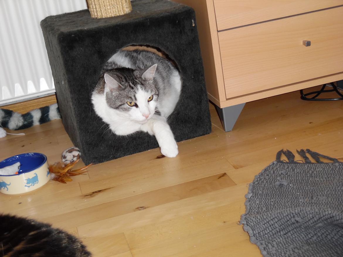 Huskat Freddie billede 5