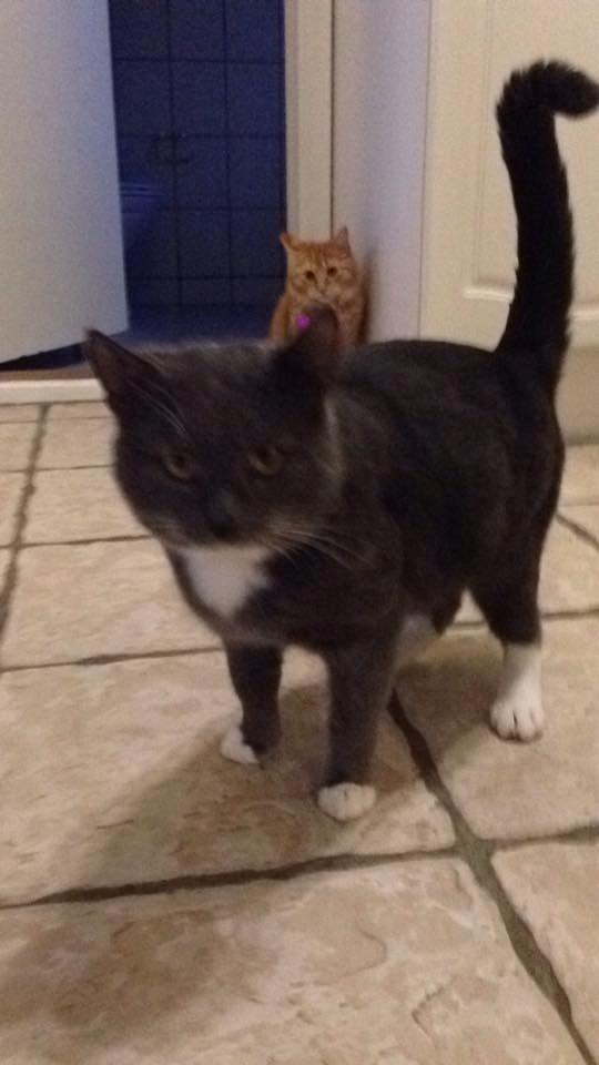 Blanding af racer Hugo billede 4