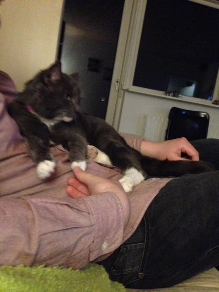 Blanding af racer Hugo billede 6