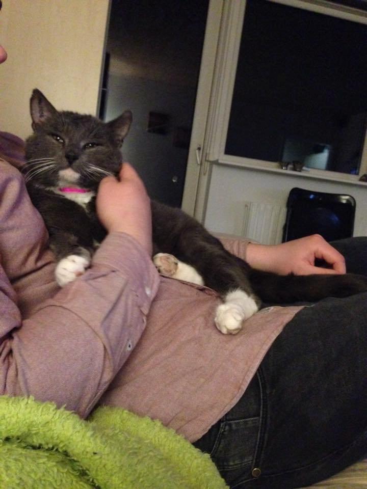 Blanding af racer Hugo billede 7