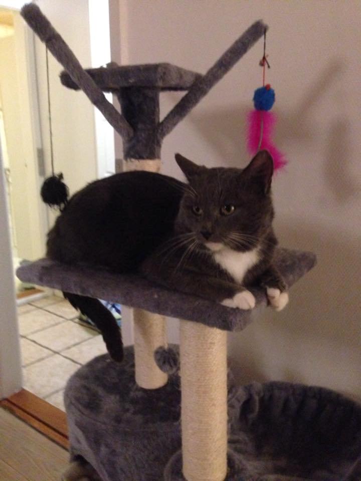 Blanding af racer Hugo billede 3