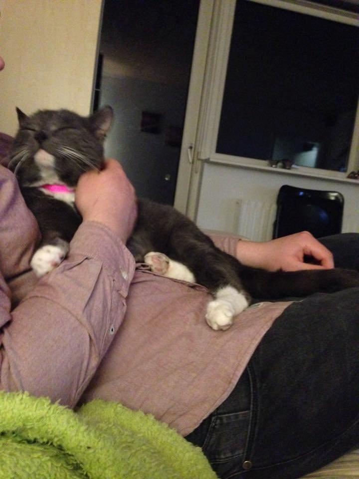 Blanding af racer Hugo billede 5