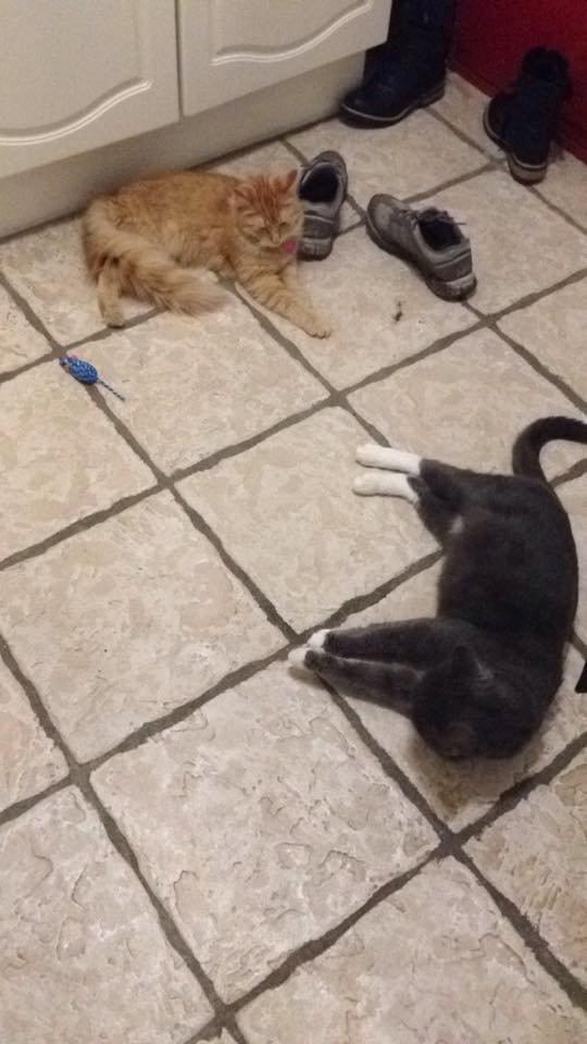 Blanding af racer Hugo billede 8