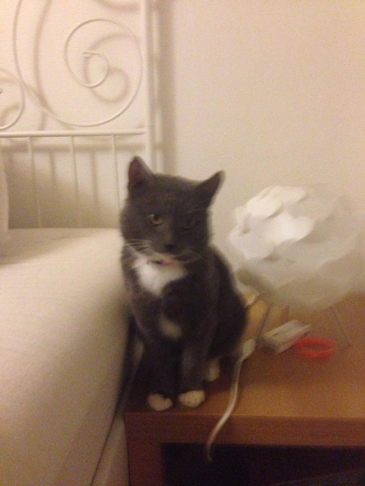 Blanding af racer Hugo billede 9