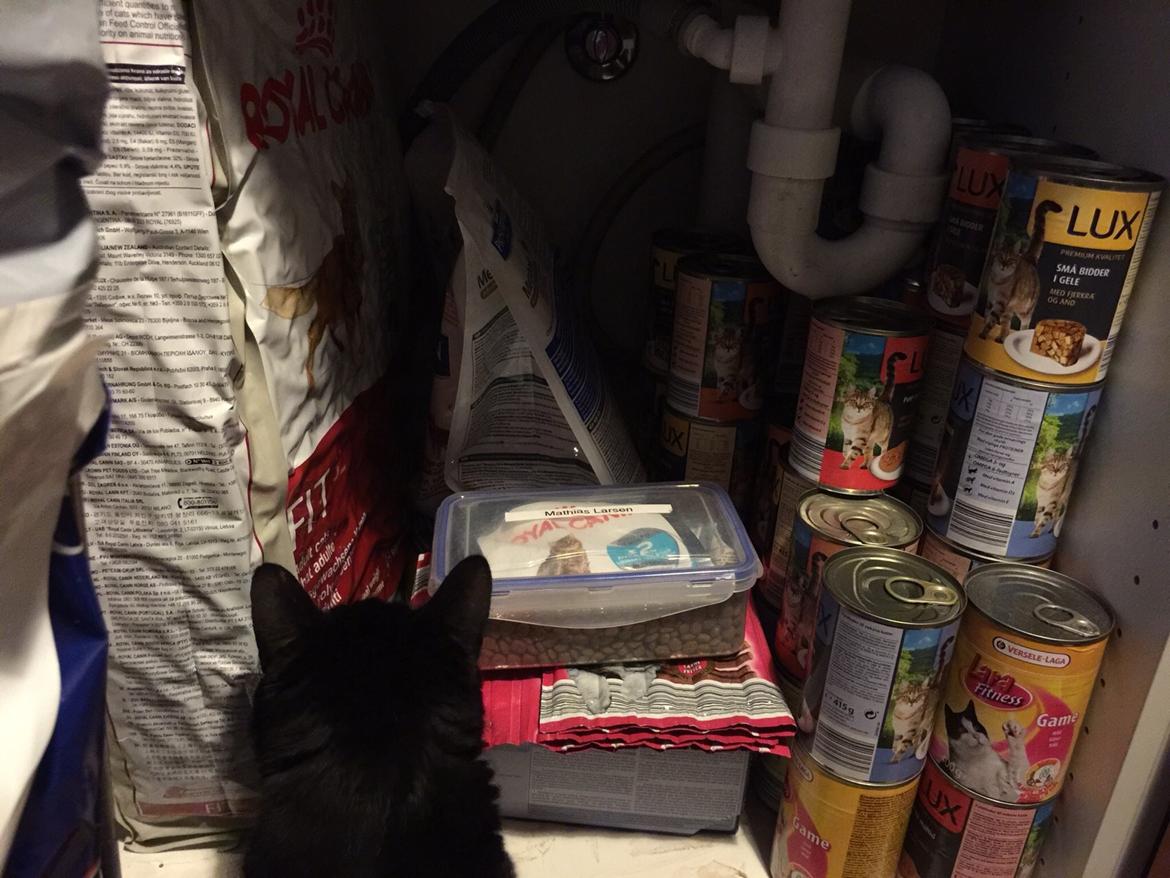 Huskat Mickey billede 23