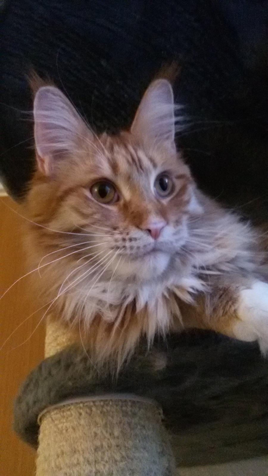 Maine Coon Obi wan kenobi billede 3