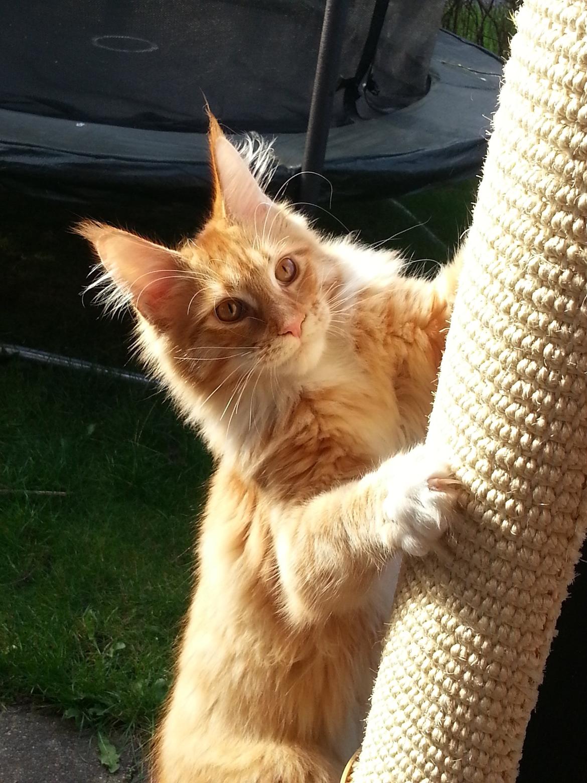 Maine Coon Obi wan kenobi billede 1