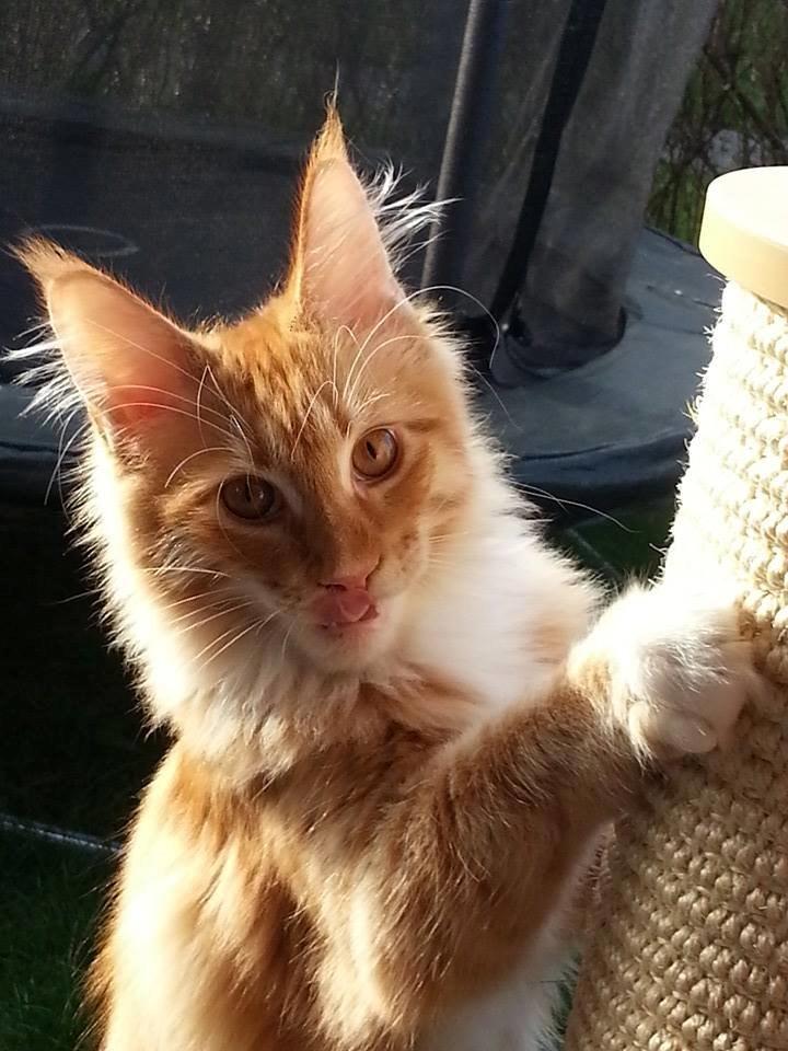 Maine Coon Obi wan kenobi billede 2