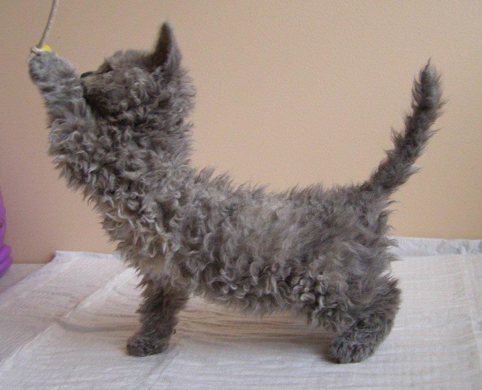 Selkirk Rex  Tzatziki billede 3