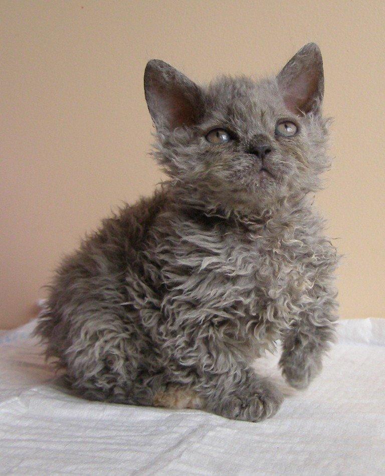 Selkirk Rex  Tzatziki billede 4