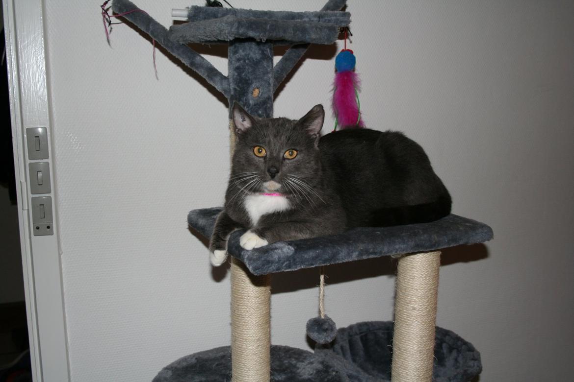 Blanding af racer Hugo billede 11