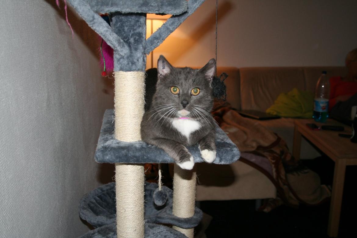 Blanding af racer Hugo billede 10