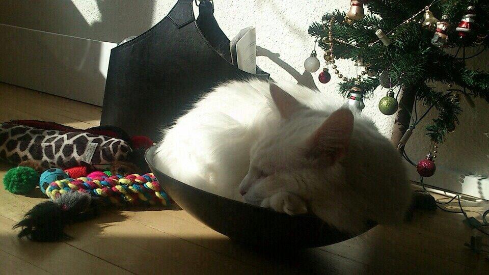 Maine Coon Zorro Ice billede 12