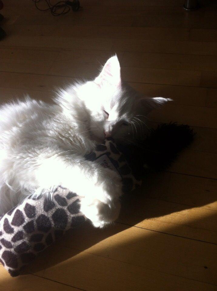 Maine Coon Zorro Ice billede 13