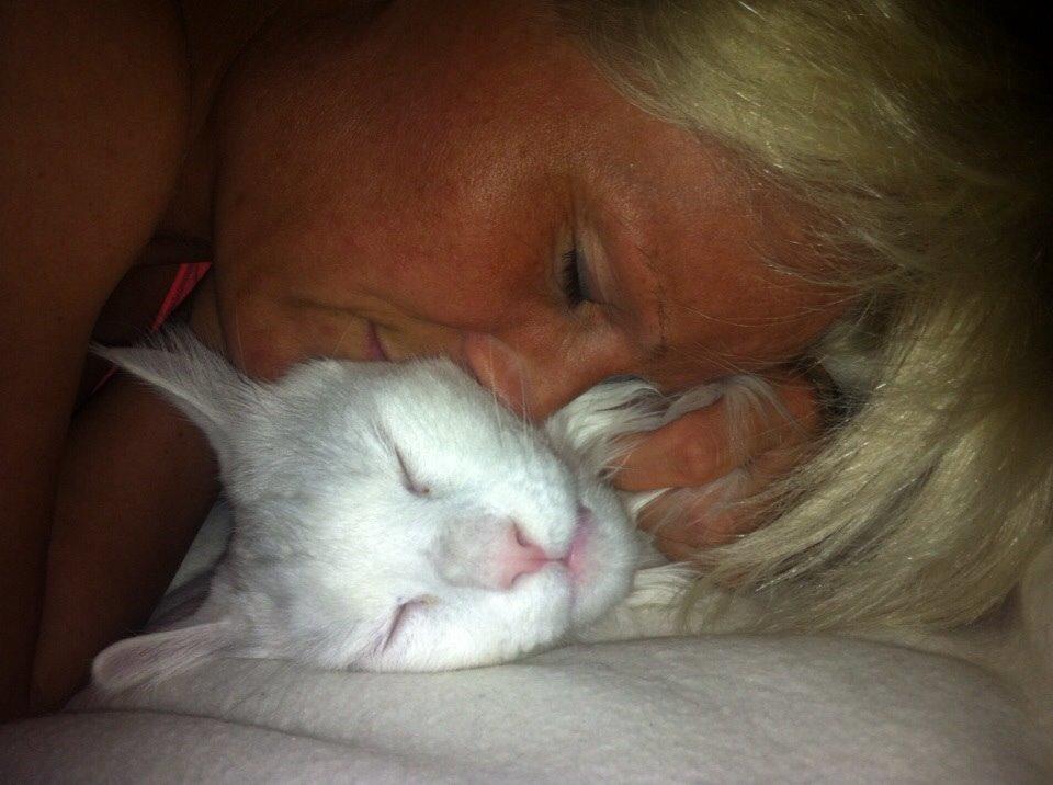 Maine Coon Zorro Ice billede 14