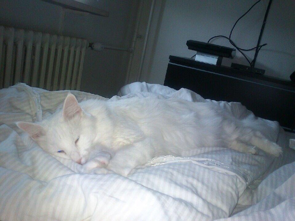 Maine Coon Zorro Ice billede 15