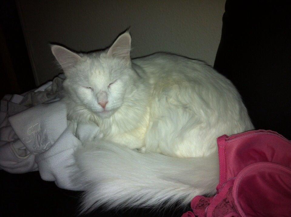 Maine Coon Zorro Ice billede 16