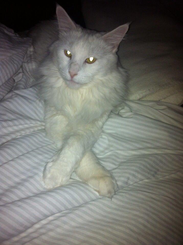 Maine Coon Zorro Ice billede 17