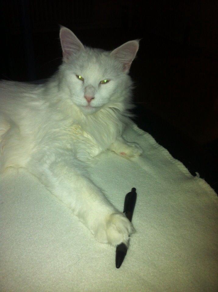 Maine Coon Zorro Ice billede 18